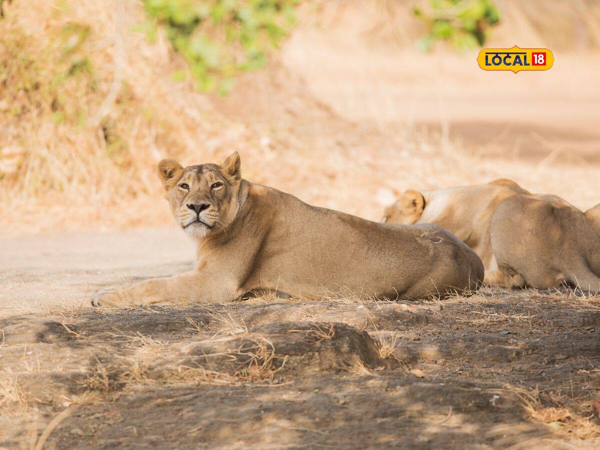 Lion population increases Forest department appeals to farmers Do this to save lions in Gir government give assistance