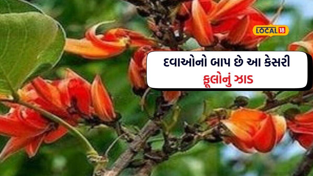 Kesuma Tree દવાઓનો બાપ છે આ વૃક્ષ! મોટામાં મોટી બીમારીને કરે છે દૂર, ફાયદા જાણીને ...