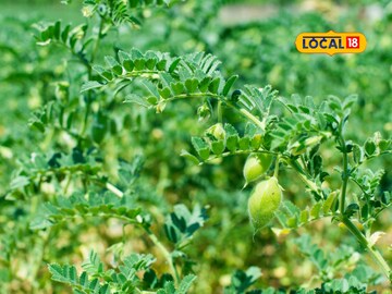 Green chickpeas