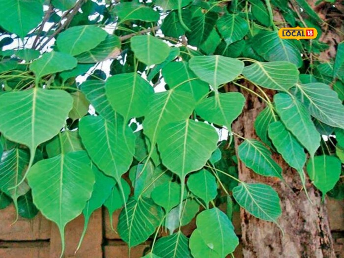 Benefits of People Rosewood and Vine leaves will relieve the body of the summer.