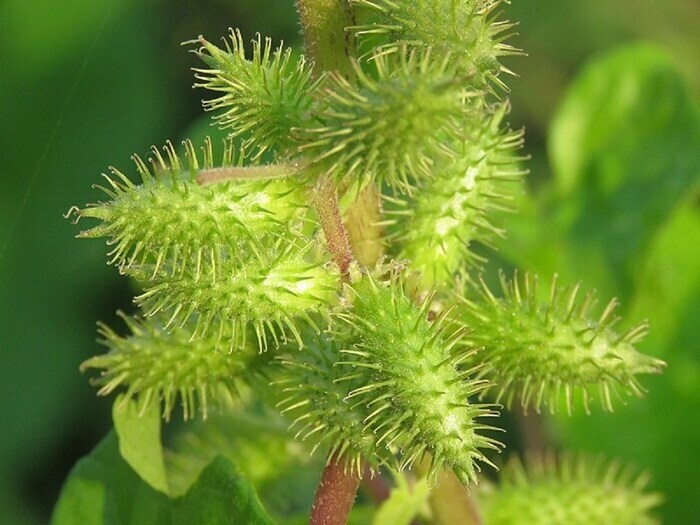     According to Healthline Research, antioxidants and anti -inflammatory properties are found in the Vonocerasa plant. The treasure of the anti -aging compound is found. Research has many qualities with anti -aging in this compound. The compound contains it enhances the production of collagen under the skin. The biggest reason for appearing on the skin is the lower collagen production. Below the collagen skin is a soft oily substance. Which makes the face look soft and soft. This makes the wrinkles of the face automatically disappear. Scientists said that after this discovery, anti -aging cream can be made from Vonokara card and its branches, as it has wonderful qualities.