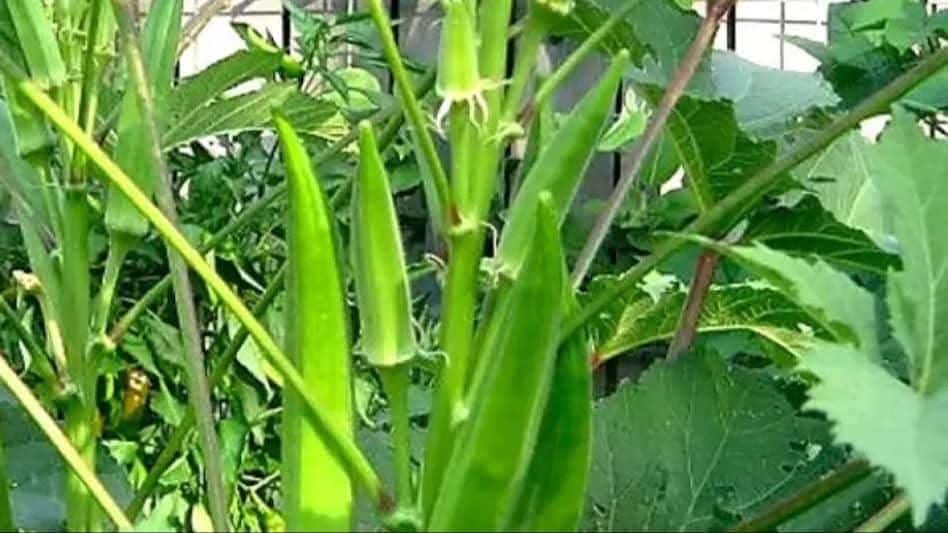 ખેડૂતમૈત્રી(Farmers-friendly) નીતિઓના પરિણામે, આજે બાગાયતી પાકો ગુજરાત
