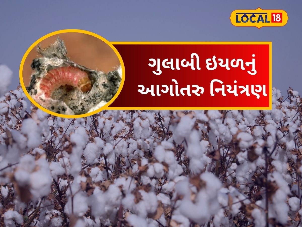 Farming Tips control of Pink caterpillar after cotton harvest