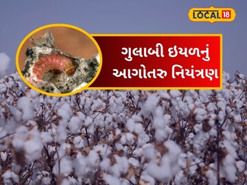 ગુલાબી ઇયળનુ આગોતરુ નિયંત્રણ