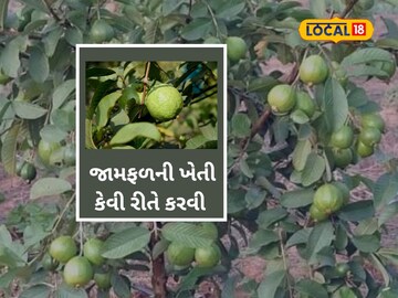 જામફળની ખેતી કરવાની પદ્ધતિ