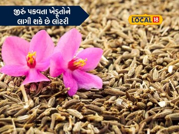 હાપા માર્કેટ યાર્ડમાં જીરુંના ભાવમાં થઈ શકે છે વધારો