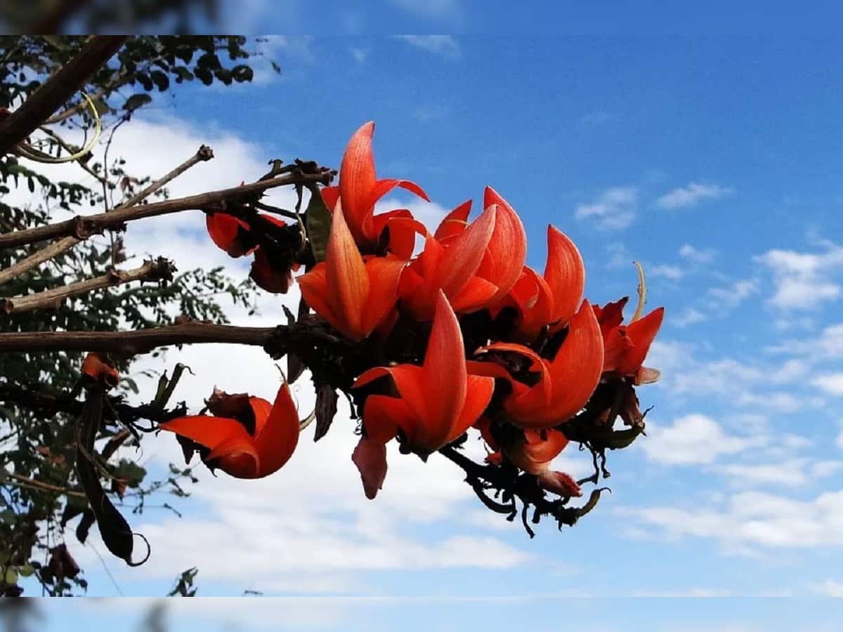 Lucky Flowers
