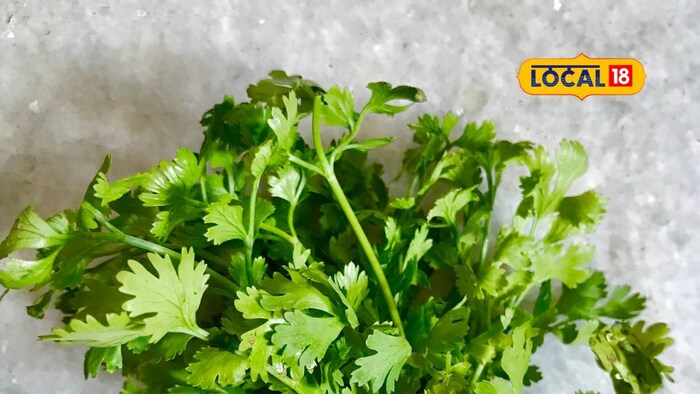     The anti-oxidants contained in green coriander make the skin healthy, shiny and beautiful. Its intake improves metabolism, which helps in weight loss. In addition, green coriander is also beneficial for kidney health and reduces the risk of kidney stones. It is also beneficial in oral problems, coughing, bone disease, swelling and liver problems.