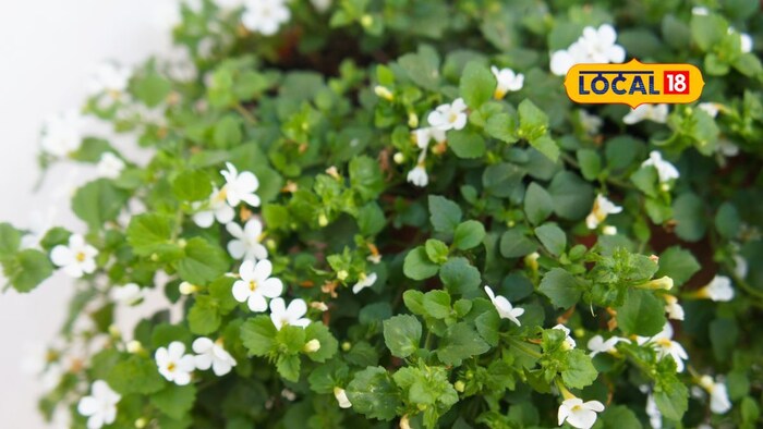     How to do: Brahmi is consumed in many ways in Ayurveda. Brahmi powder, capsules, tea, oil, ghee, etc. are available. Its powder should be mixed with warm water, milk or smooth. The Brahmin leaves should be chewed and the oil should be applied to the hair.