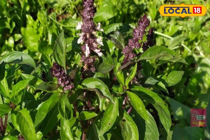     Murua's leaf can prove to be a wonderful blessing for the body. Its leaf intake not only improves the digestive system, but it relieves colds, headaches, stomach insects, mouth odor and many other health problems.