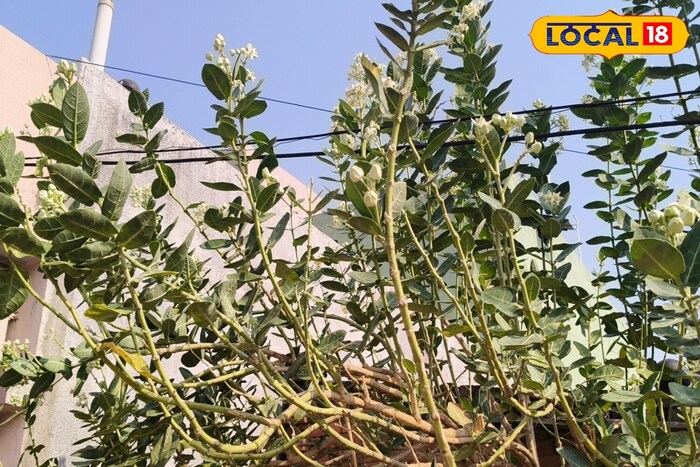 There are many benefits to AEK, there are Ayurvedic properties.