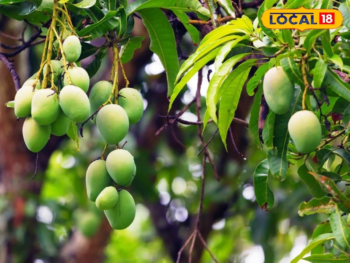 વધતી ગરમીના કારણે સુકાઈ રહ્યા છે કેરીના વૃક્ષ? તો તરત કરો આ ઉપાય ...