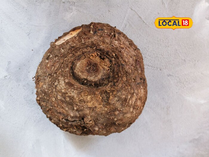     Demand for Saran is increasing rapidly not only in India but also in Arab countries, which has made it a beneficial business. Earlier, it was grown in a small amount of homes in the villages, in the gardens, or near the ghee, but now the farmers are doing professional farming with scientifically. This crop gives more profits with less effort. It causes less diseases and pests, allowing farmers to easily cultivate it.