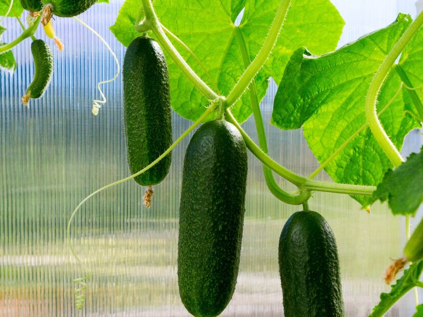300 quintals of crop in 50 days and a millionaire in 4 bighas agricultural scientists reveal a secret trick