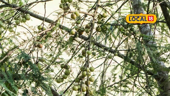     Ayurveda Expert Dr. Subhash told Local 18 that the fruit of the tamarind is full of vitamin C, which helps enhance the immunity, improve digestion and keep the skin healthy. This helps solve stomach problems, which we can create at home. Benefits for hair and skin and help control diabetes and high blood pressure.