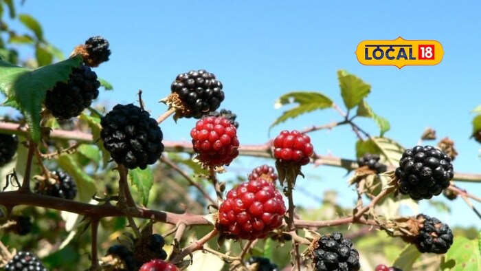     He further said that the mulberry contains a fitonitent called cyanoiding glucoside, which filters the impurities in the blood. This improves blood communication, which increases the level of energy in the body. In addition, mulberry is also helpful in mental development and helps to increase brain capacity.