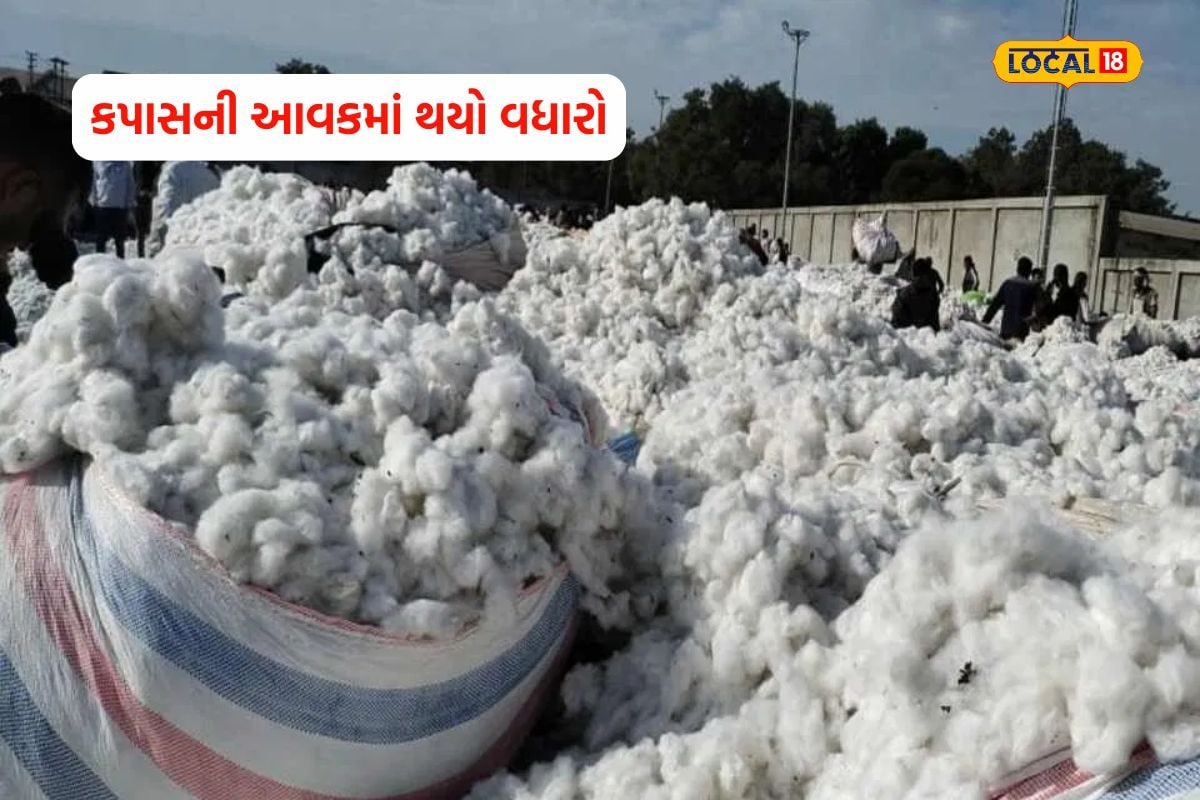 બોટાદ યાર્ડમાં કપાસની 9565 મણ આવક નોંધાય, અન્ય જનસીના ભાવ જાણો