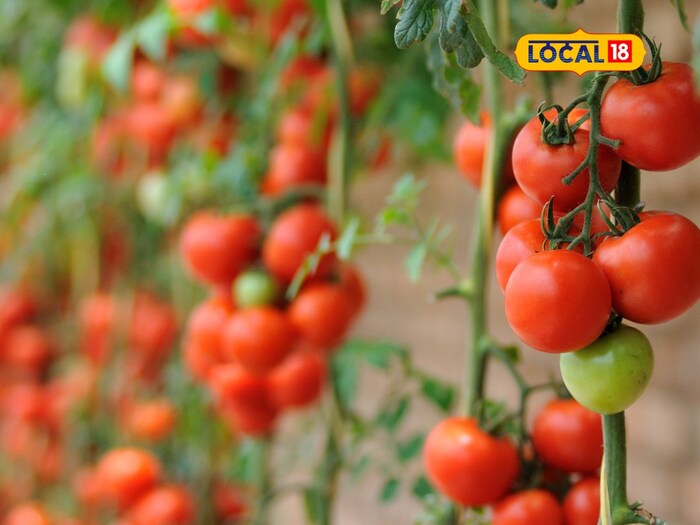 Economic Benefits of Organic Tomato Farming