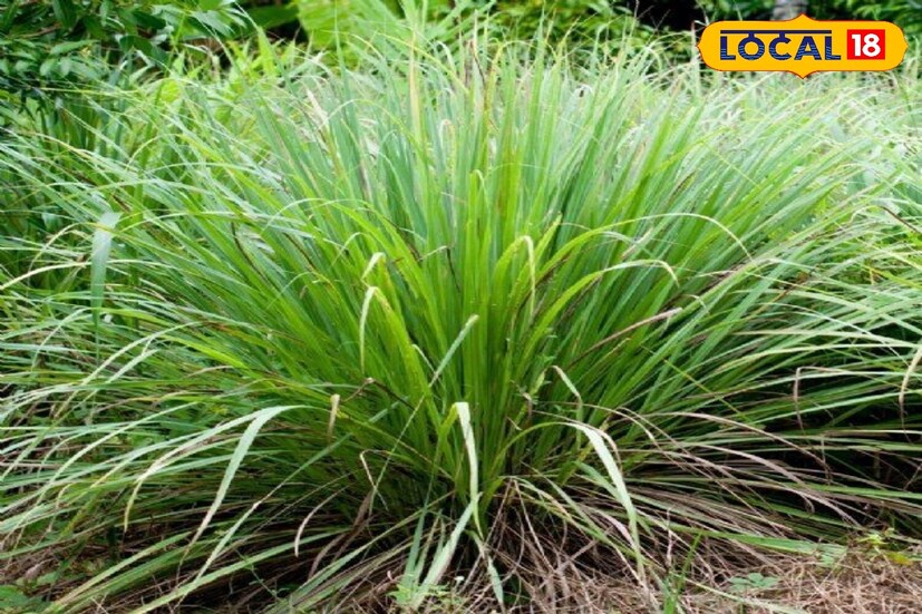 Lemon grass kais yugai 