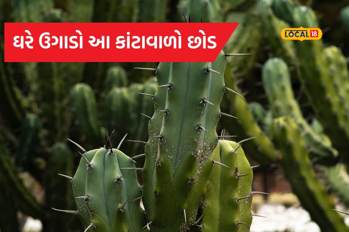 ઘરે ઉગાડો આ કાંટાવાળો Cactus, લોહીની કમીથી લઈને આર્થરાઇટિસ સુધી આપે રાહત