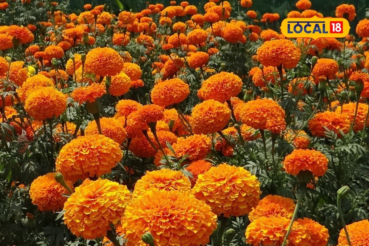 2 વીઘા જમીન સાથે 20 હજાર ખર્ચમાં 3 મહિનામાં 90000 નફા કમાંવો