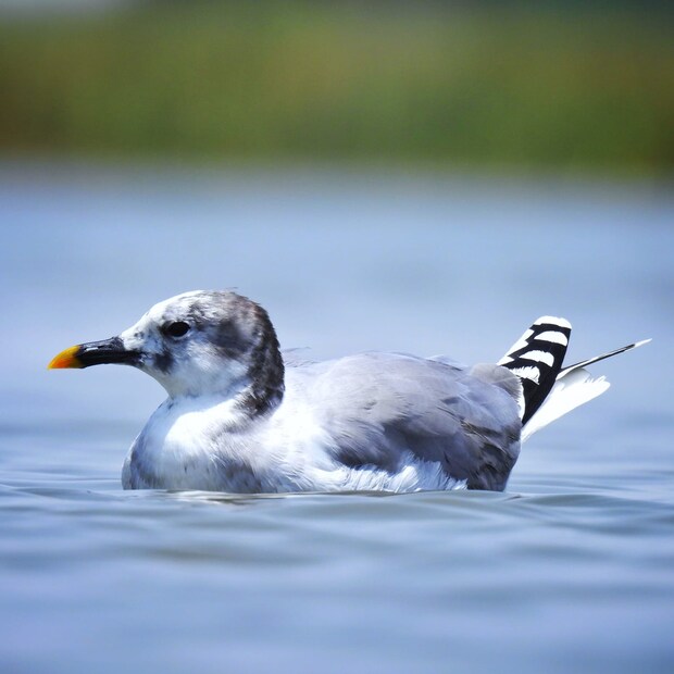 A special Arctic Gul'Sbine's Gull 'is a small, beautiful gull (bird) known because of its attractive appearance. In breeding, it is identified with a sharp black hood, clean gray cover and white nap. Its most distinctive identity is its three-color wings that are black, white and gray. This is one of those two gangs whose beak is black, knock yellow and tail tooth.