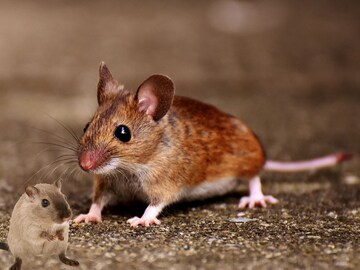 The rats will flee from the house to ask! Keep this mold; There will be no day in the house again  