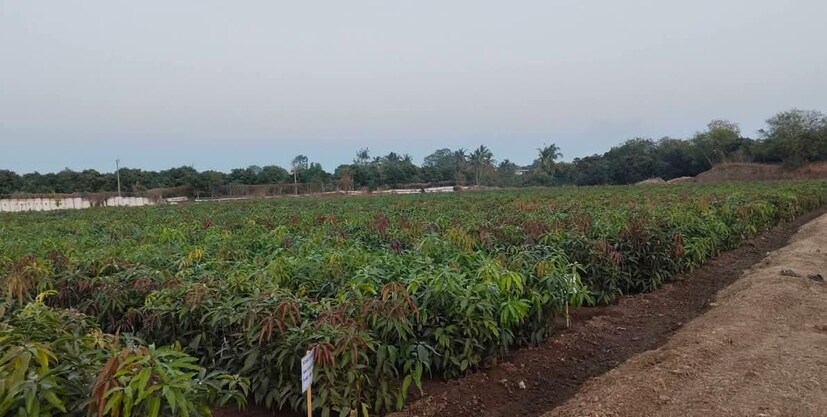 Gujarat Mango Grafts Popular Abroad Farmers Earn Well