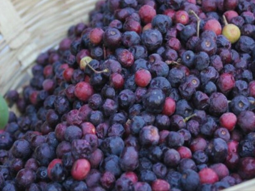 Talking about the benefits of the falsity, both of these fruits are full of nutrients and benefit the body in different ways. Falsa contains rich amounts of calcium, iron, vitamin C, fiber, antioxidant, potassium, sodium, etc. It contains high amounts of water. This fruit provides extra freshness. Keeps the body hydrated. This fruit, which is cold by nature, is effective in defeating heat. The intake of false keeps digestion healthy. It improves blood circulation. Filled with anti -inflammatory properties, falsa improves overall health.