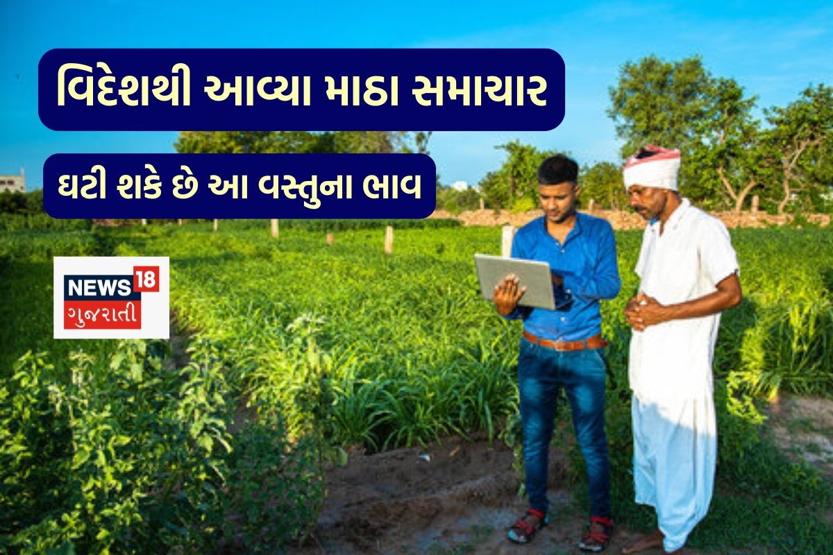 ખેડૂતો માટે મહત્વપૂર્ણ ખબર: આફર વિદેશી માર્કેટમાં મકાઈની આ ઘરબાર અસર
