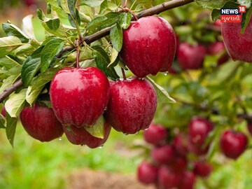 Fraud with a fruit dealer in Ahmedabad 