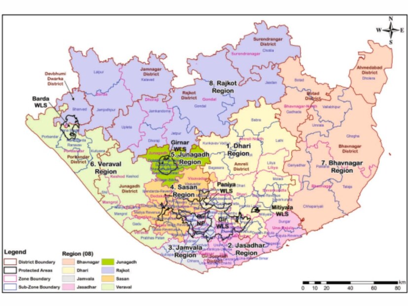  રેન્જ ગ્રોથ: 1990-95થી 2025 સુધી, કેટલો વધારો થયો? એશિયાઈ સિંહોના વિસ્તારમાં સતત વધારો જોવા મળ્યો છે. 1990થી 1995 સુધી વિસ્તાર 6600 ચોરસ કિમીથી વધીને 10,000 ચોરસ કિ.મી. થયો, જે આશરે 51.5%નો વધારો દર્શાવે છે. 1995થી 2001ની વચ્ચે વિતરણ 12,000 ચોરસ કિમી સુધી વિસ્તર્યું, જે 20%નો વધારો દર્શાવે છે. 2005 સુધીમાં તે 13,000 ચોરસ કિમી સુધી પહોંચ્યું, જે અગાઉના અંદાજ કરતા 8.3%નો વધારો દર્શાવે છે. 2005થી 2010ની વચ્ચે વધુ નોંધપાત્ર વિસ્તરણ થયું, જેમાં વિસ્તાર 20,000 ચોરસ કિમી સુધી વધ્યો, જે 53.8%નો વધારો દર્શાવે છે. 2015માં ફેલાવો વધુ વધીને 22,000 ચોરસ કિમી થયો, જે 10%નો વધારો દર્શાવે છે. 2015થી 2020 સુધી આ વિસ્તાર 30,000 ચોરસ કિમી સુધી વિસ્તર્યો, જે 36.4% વૃદ્ધિ દર્શાવે છે. 2025 સુધીમાં આ વિસ્તાર 35,000 ચોરસ કિમી સુધી પહોંચ્યો, જે 2020ના આંકડા કરતા 16.67% વધુ છે.