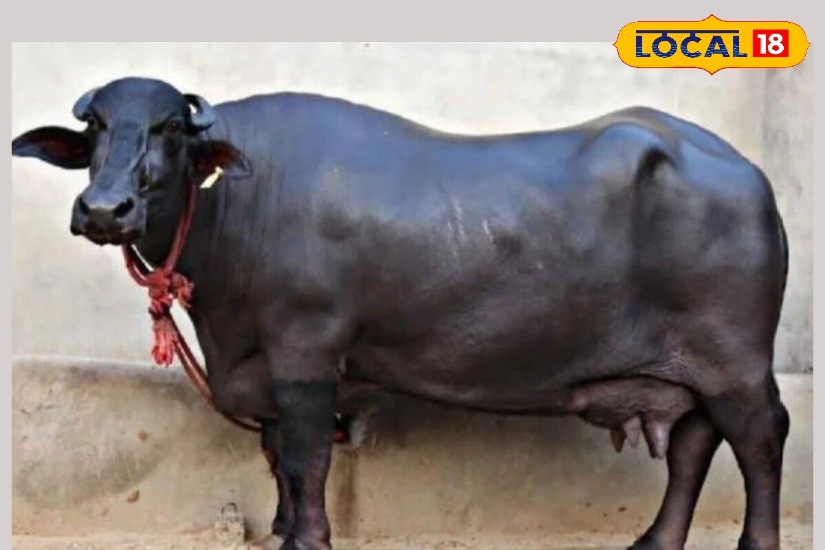 ભારે ચોરી! 15 લાખના વાહનમાં 1.5 લાખની ભેંસ ગઈ