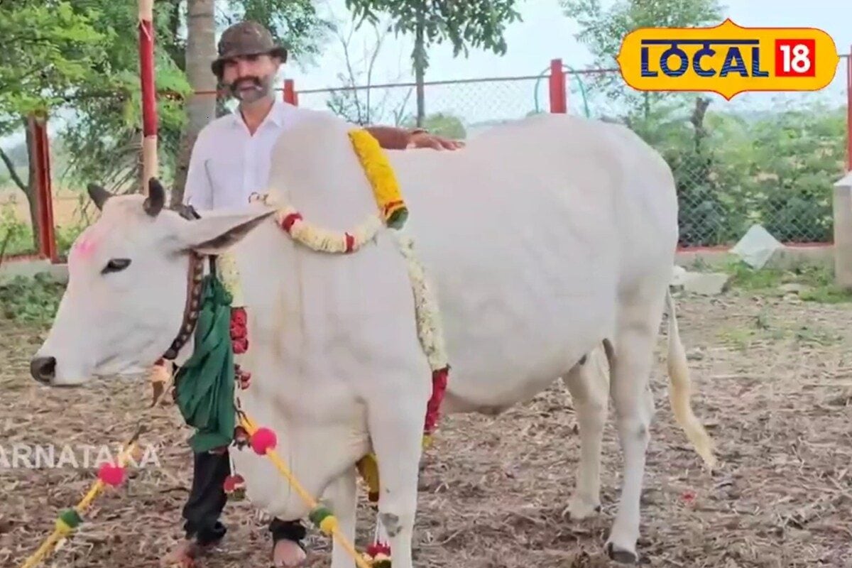 દીકરી સમાન ગાયનું ખેડૂતે કર્યા સીમંત, થારપારકર નસલની ગાયની કિંમત 10 લાખ રૂપિયા