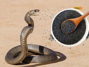 This black seed is the enemy of the snake