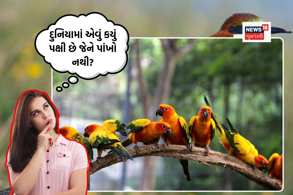 GK: દુનિયામાં કયું પક્ષી છે જેના પાંખો નથી ? સાચો જવાબ જાણો.