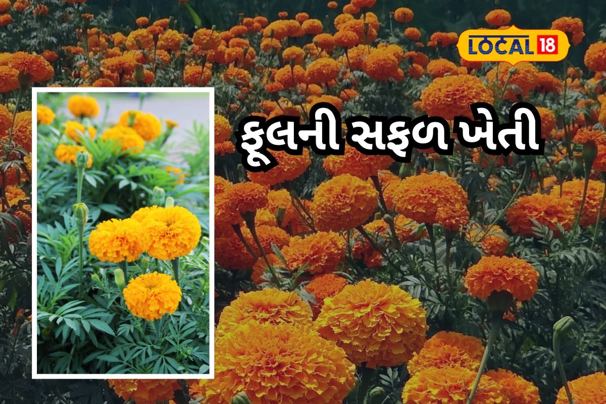 ખેડૂત ભાઈઓ, કરોડપતિ બનવાની સુવર્ણ તક: ગલગોટા ઉગાડી મેળવો છપ્પરફાડ કમાણી