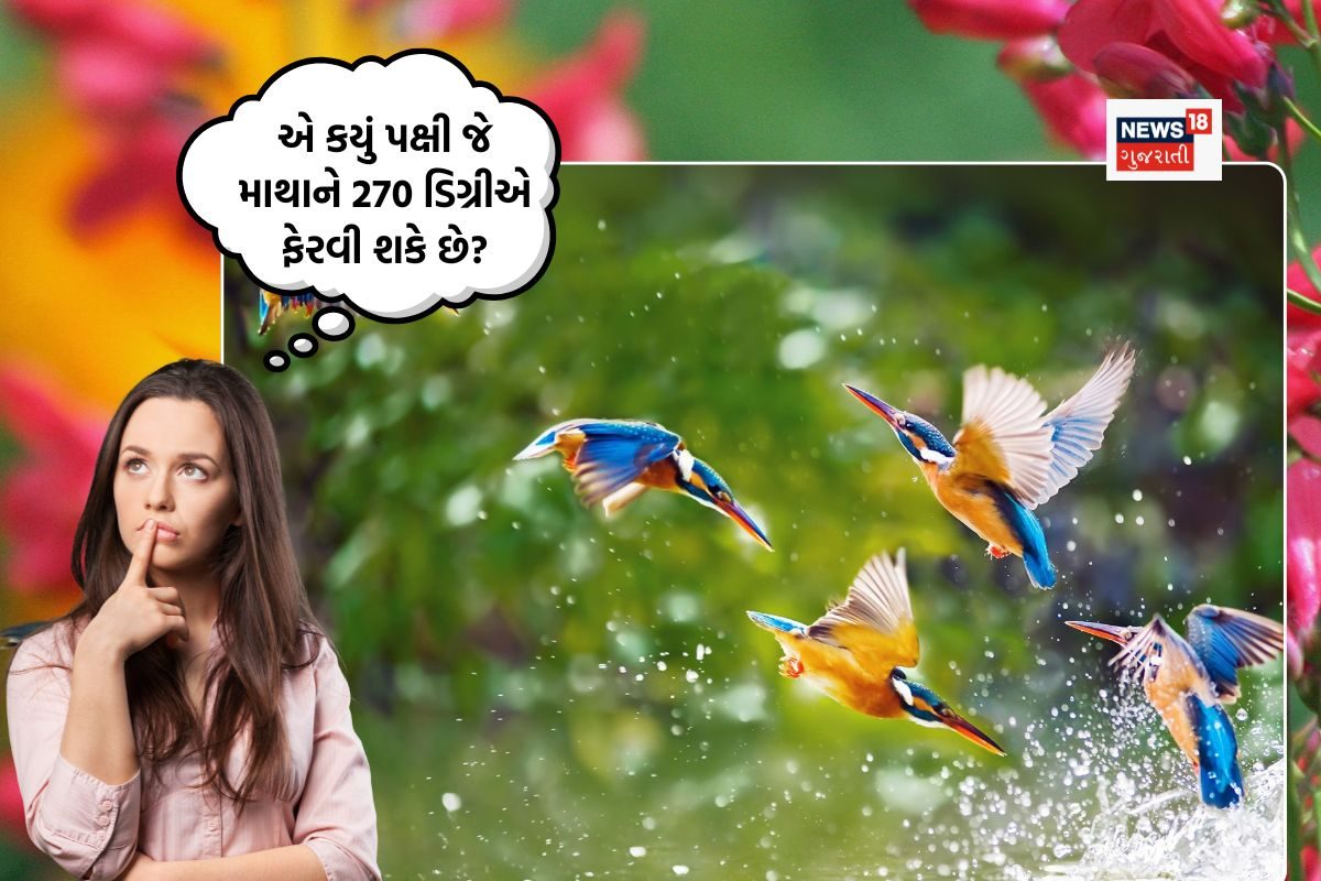 દુનિયાનું એકમાત્ર પક્ષી જે 270 ડિગ્રી માથું ફેરવી શકે છે