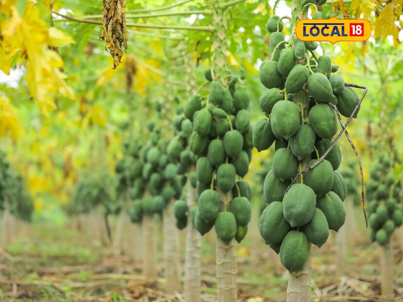 Farmer Ramkishore earns big profit with new papaya variety | - News18 ...