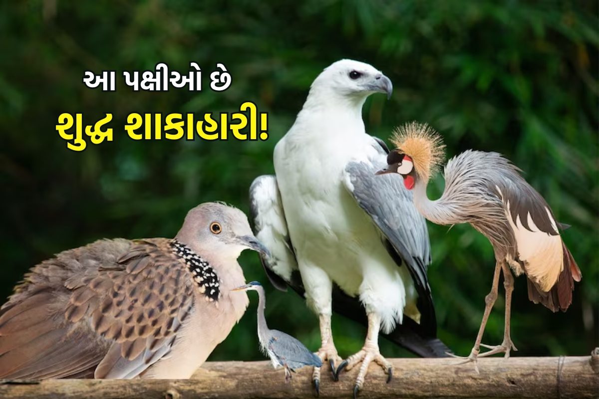 ભારતમાં જોવા મળતા 5 શુદ્ધ શાકાહારી પક્ષીઓ અને તેમની આહાર માહિતી