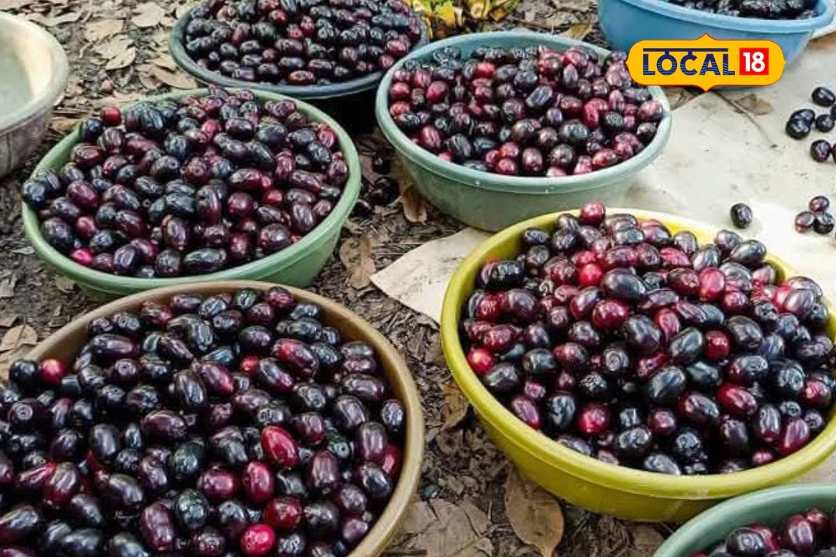જાંબુનું માર્કેટમાં વહેલું આગમન, હોલસેલ કરતાં છૂટક બજારમાં ભાવ ડબલ