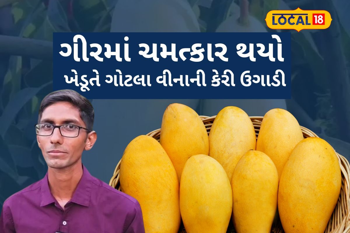 હાલે! ગીરમાં ખેડૂતે ગોટલા વગરની કેરી ઉગાડી, 'સિંધુ 117' નામથી ઓળખાશે