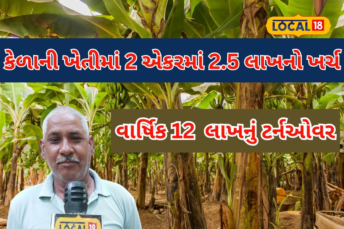 2 એકર કેળાની ખેતીમાં ₹2.5 લાખનું રોકાણ, વાર્ષિક ₹10-12 લાખ રૂપિયાનું ટર્નઓવર
