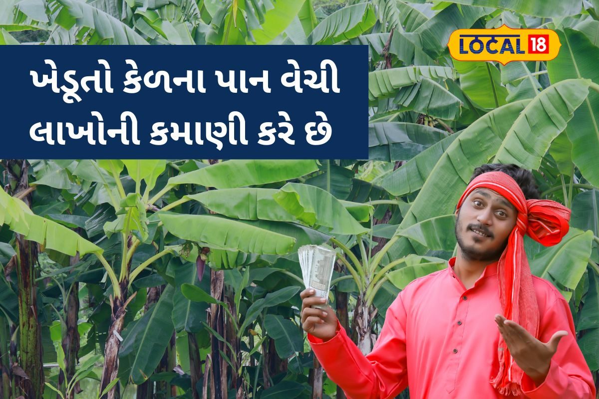 કેળનાં પાનમાંથી ખેતી હોય છે નફાકારક વ્યવસાય