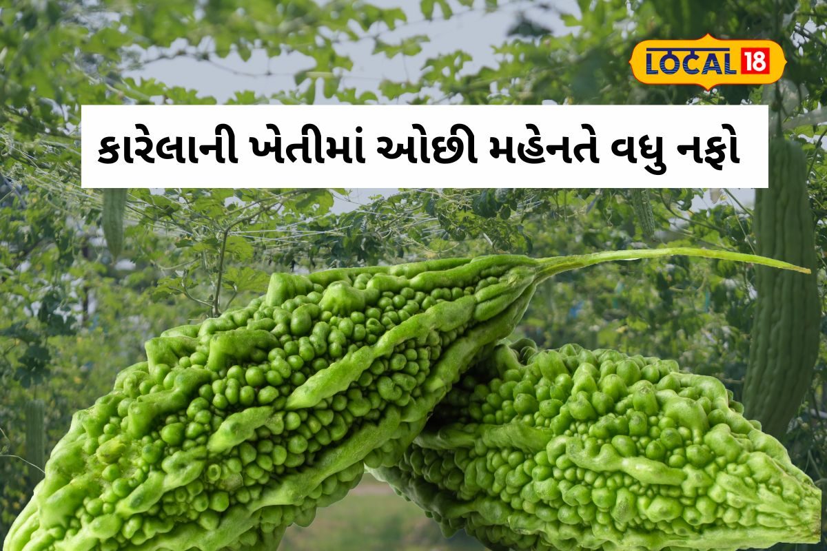 20000નો ખર્ચ અને બે લાખનો નફો, 60 દિવસમાં કારેલાની ખેતીથી માલામાલ બનવાની તક