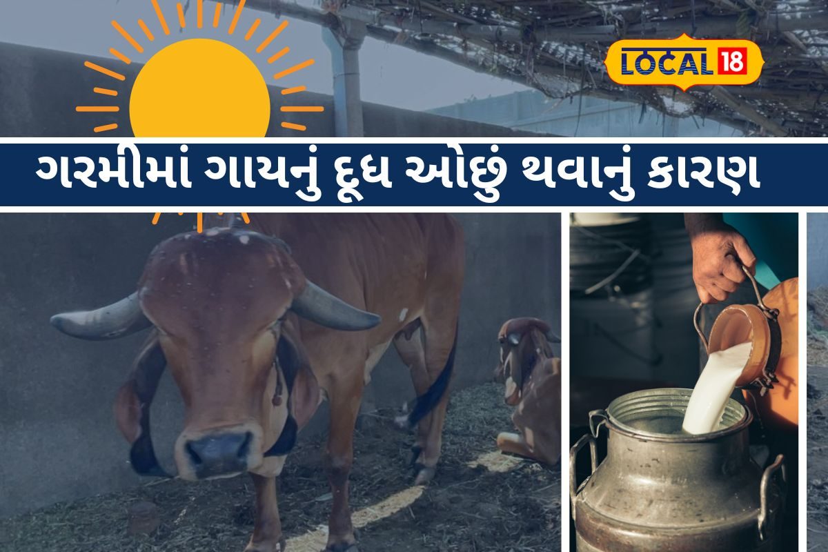 ગરમીમાં ગાયનું દૂધ કેવી રીતે વધારવું? તો આટલું કરો!