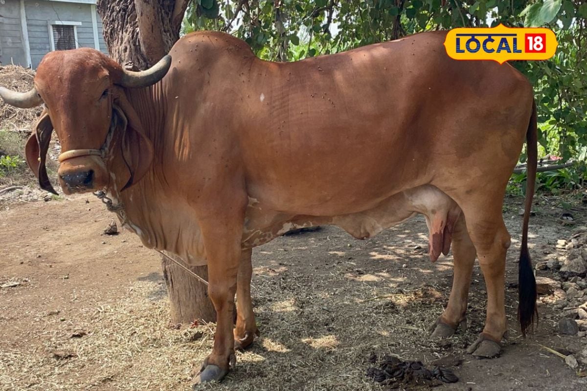 હાઈ ટેક સીમનથી પશુપાલન તેમજ દૂધ ઉદ્યોગમાં ક્રાંતિ, 50 લિટર સુધી દૂધ આપશે દેશી ગાય