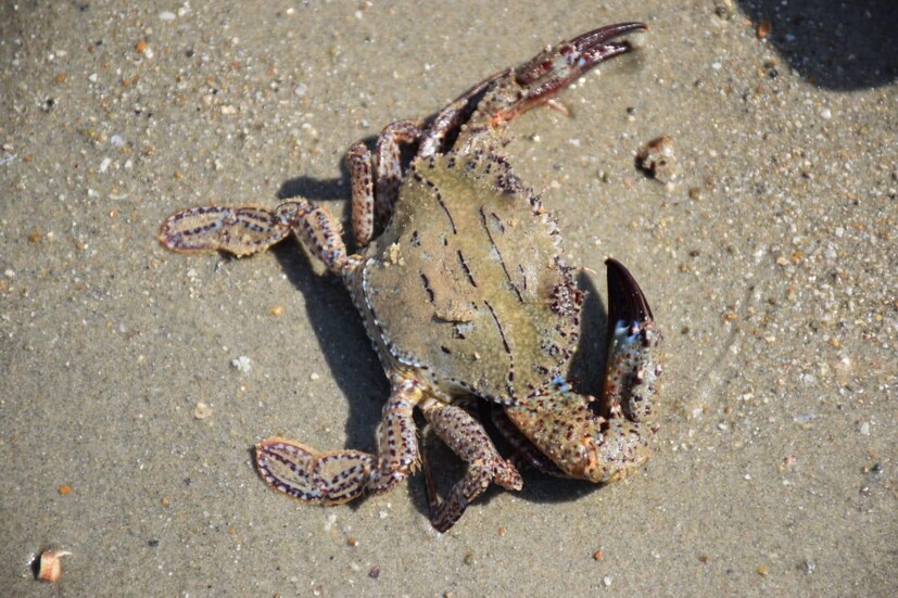 Narara Island is home to marine life and natural beauty