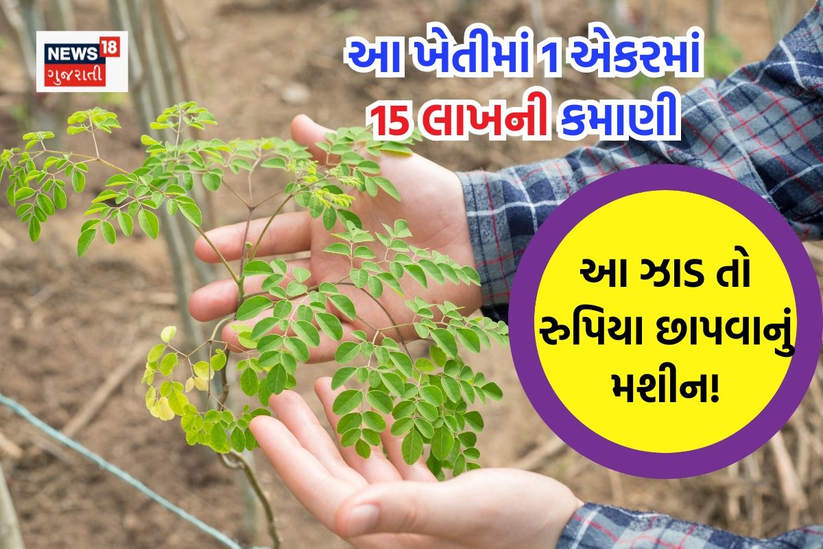 રૂપિયાનું ઝાડ: ખેતરમાં લગાવો અને મેળવો લાખોનું નફો