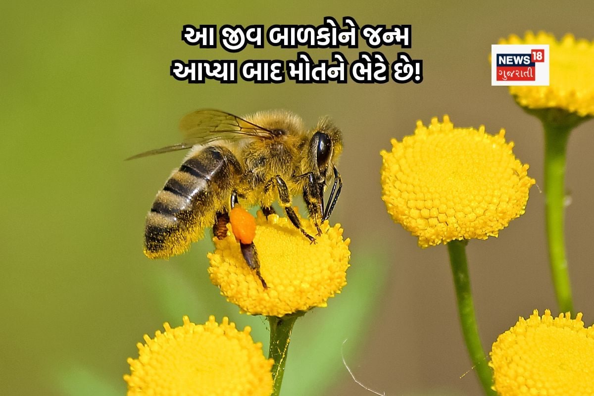 દુનિયાની સૌથી કમનસીબ માતા! જન્મ પછી તરત જ તેના બાળકો દ્વારા ત્યજી દેવાયેલી!
